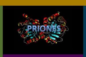 Priones v 1967 Scrapie v 1982 Prusiner pequeas