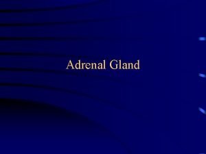 Adrenal Gland Description Adrenal glands are triangular shaped
