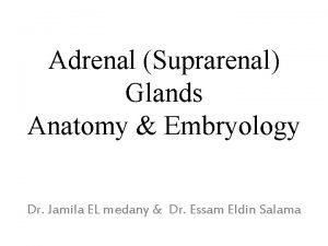 Suprarenal gland relations