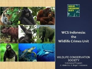 WCS Indonesia the Wildlife Crimes Unit WILDLIFE CONSERVATION