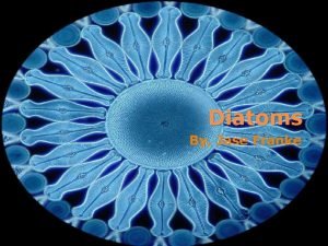 Diatoms kingdom