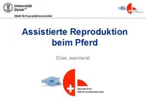 Klinik fr Reproduktionsmedizin Assistierte Reproduktion beim Pferd Elise