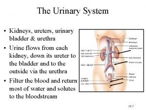 Ureter diameter