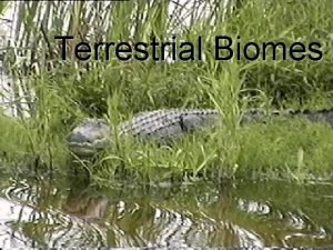Terrestrial Biomes What is a biome A biome