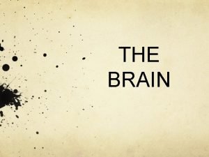 THE BRAIN The Brain in sum The Brain