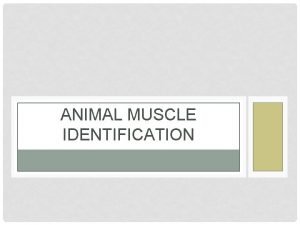 ANIMAL MUSCLE IDENTIFICATION TYPES OF MUSCLES SKELETAL MUSCLES