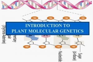 INTRODUCTION TO PLANT MOLECULAR GENETICS Genetics The study