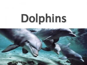 Physical characteristics of dolphins
