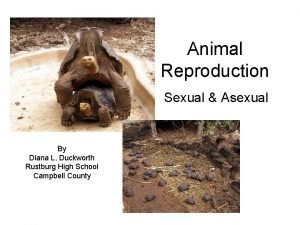 Animal Reproduction Sexual Asexual By Diana L Duckworth