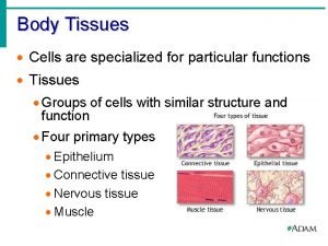 Body Tissues Cells are specialized for particular functions