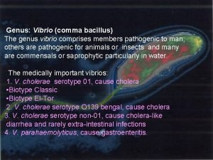 Comma bacillus