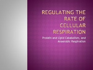 Protein and Lipid Catabolism and Anaerobic Respiration Supply