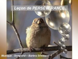 Leon de PERSVERANCE Musique Songbird Barbra Streisand Avezvous