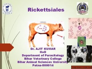 Rickettsiales Dr AJIT KUMAR Ho D Department of