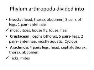 Arthropods head thorax and abdomen