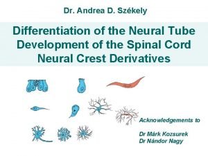 Spinal cord development