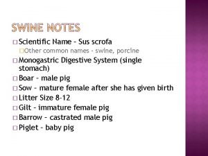 Scientific name of sus Scientific name of sus
