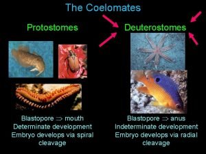 The Coelomates Protostomes Deuterostomes Blastopore mouth Determinate development