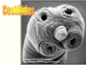 Cestides acelomados simetria bilateral triploblsticos mesoderma verdadeiro sem