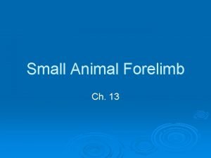 Small Animal Forelimb Ch 13 Scapula Two methods