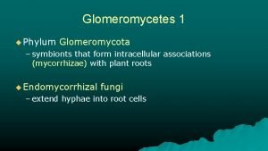 Glomeromycetes reproduction