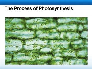 Photosynthesis learning objectives