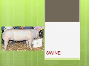 SWINE Swine Pig Production Main Purpose to produce