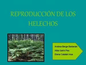 REPRODUCCIN DE LOS HELECHOS Andrea Berge Barbern Alba