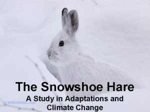 Snowshoe hares adaptations