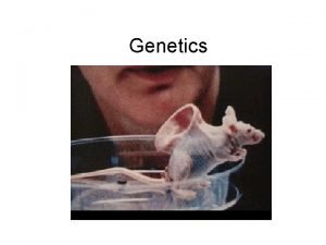 Genetics Mendelian Genetics Classical Genetics Pea Plants Gregor