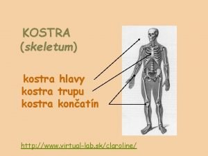 Kostra trupu