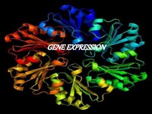 GENE EXPRESSION Gene Expression Our phenotype is the