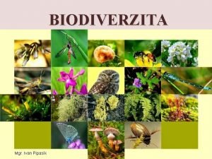 BIODIVERZITA Mgr Ivan Pipask Defincia Biodiverzita alebo aj