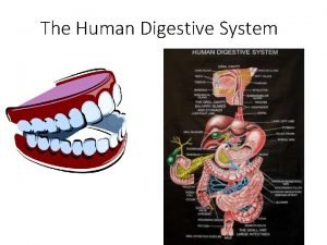 Photo of human digestive system Photo of human digestive system
