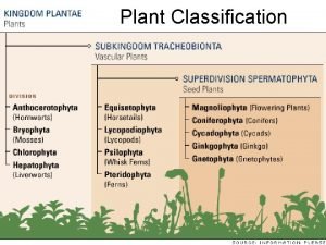 Plant Classification Group 1 Seedless Nonvascular Plants Live