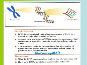 DNA Deoxyribonucleic Acid Genetic material of cells GENES