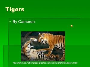 Tigers By Cameron http animals nationalgeographic comanimalsphotostigers html