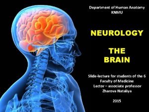 Department of Human Anatomy KNMU NEUROLOGY THE BRAIN