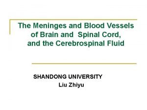 Posterior spinal cord