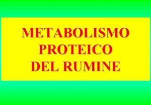 METABOLISMO PROTEICO DEL RUMINE METABOLISMO DELLE SOSTANZE AZOTATE