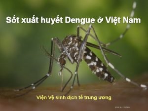 St xut huyt Dengue Vit Nam Vin V