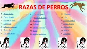 RAZAS DE PERROS 1 2 3 4 5