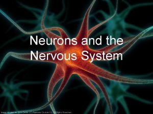 Neurons and the Nervous System Nervous System Central