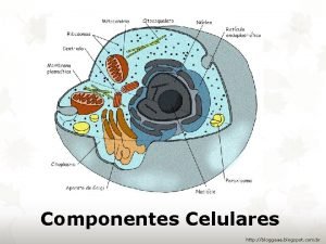 Hidroporinas