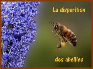 La disparition des abeilles Il existe environ 20