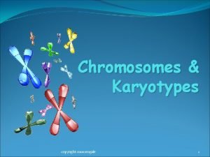 Chromosomes Karyotypes copyright cmassengale 1 Chromosomes copyright cmassengale