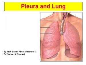 Blood supply of the pleura
