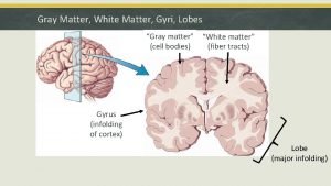 Gray Matter White Matter Gyri Lobes Gray matter