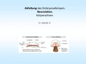 Abfaltung des Embryonalkrpers Neurulation Krperachsen Dr Altdorfer K