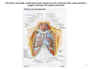 POLMONI sede degli scambi gassosi ariasangue tra aria